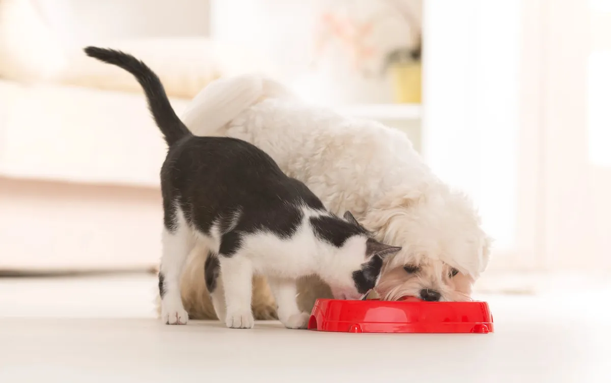 Les aliments toxiques à ne jamais donner à ses animaux de compagnie