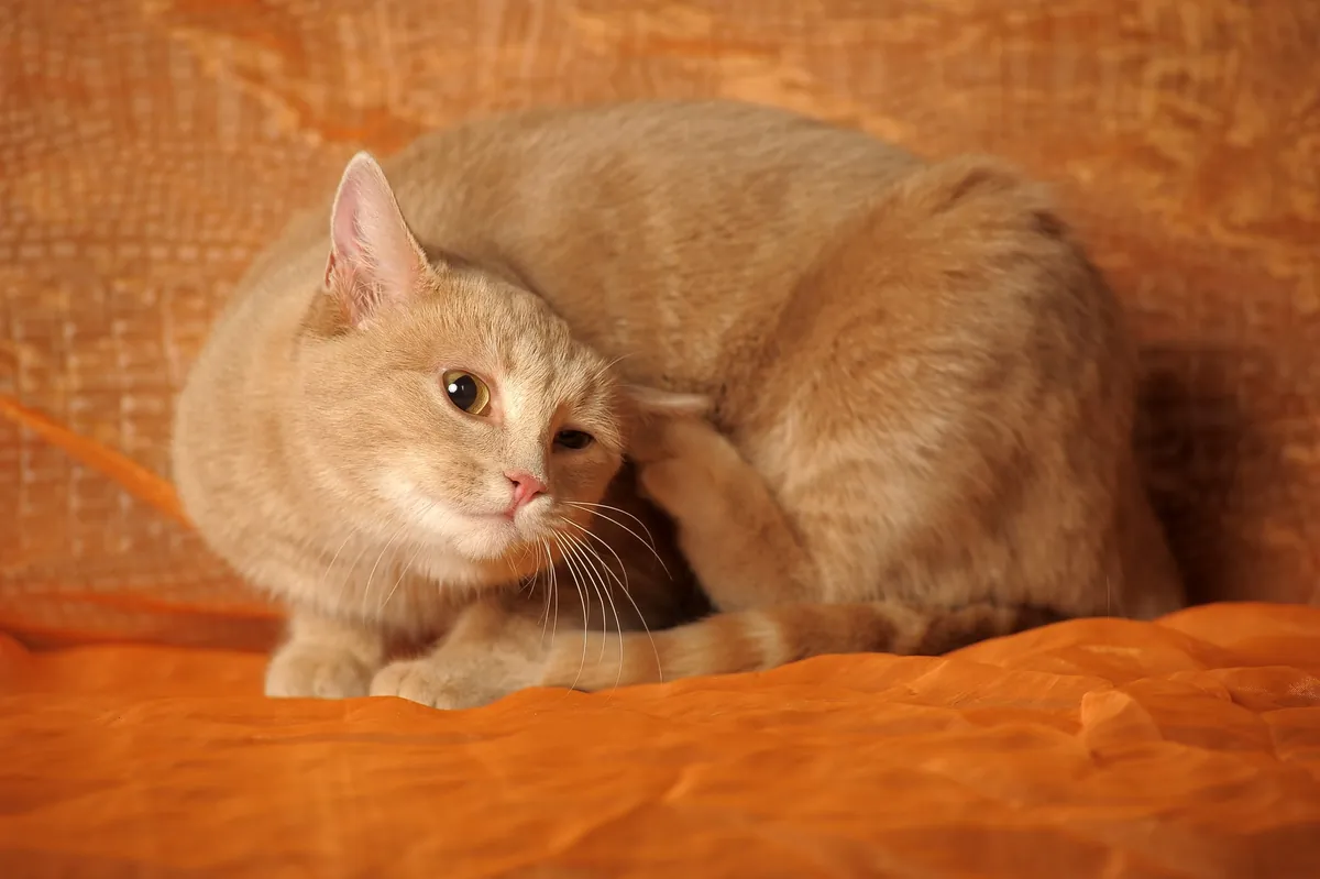 5 anti-puces naturels pour protéger votre chat efficacement