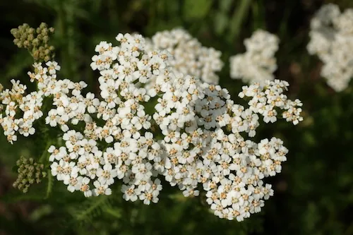 Achillée Millefeuille