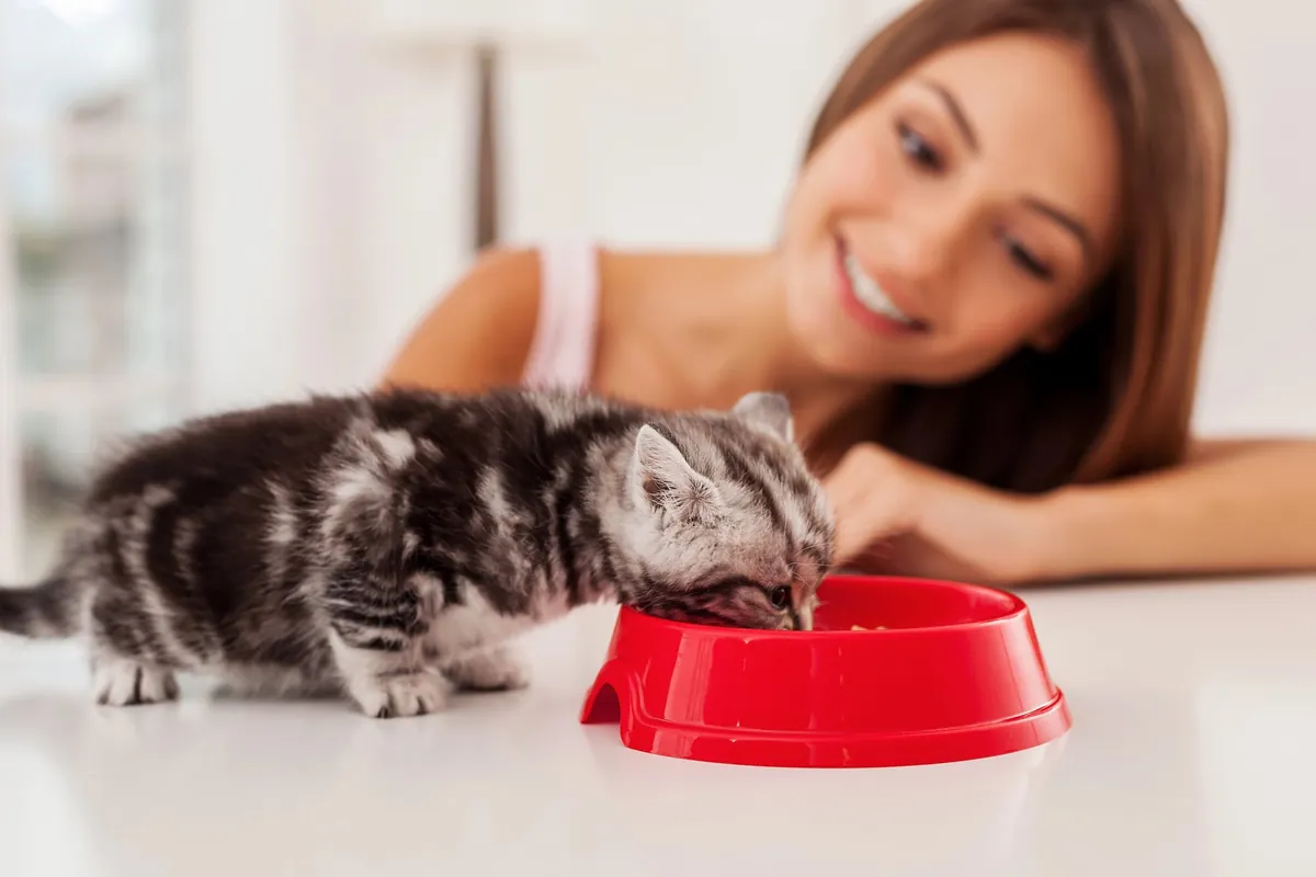 Chats : astuces pour bien gérer l'alimentation de son chat