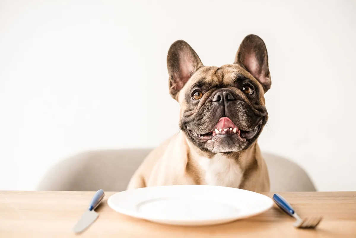 Alimentation du chien : tout savoir pour bien le nourrir