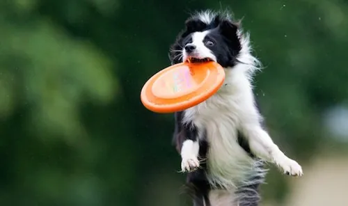 6 activités sportives pour s’amuser avec son chien