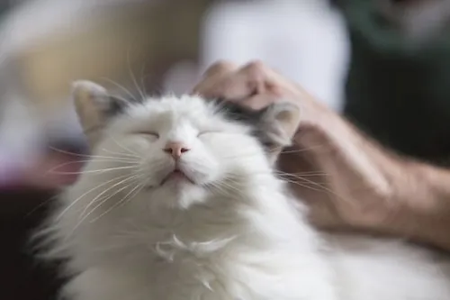 Animaux de compagnie : un vrai membre de la famille pour les Français