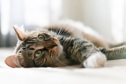 La médiation animale : une thérapie plébiscitée par les Français
