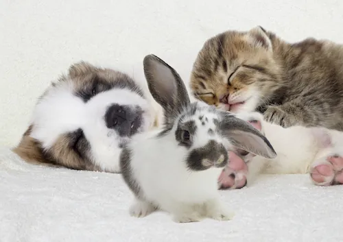 Animaux de compagnie : 3 façons d'utiliser le bicarbonate pour leur hygiène