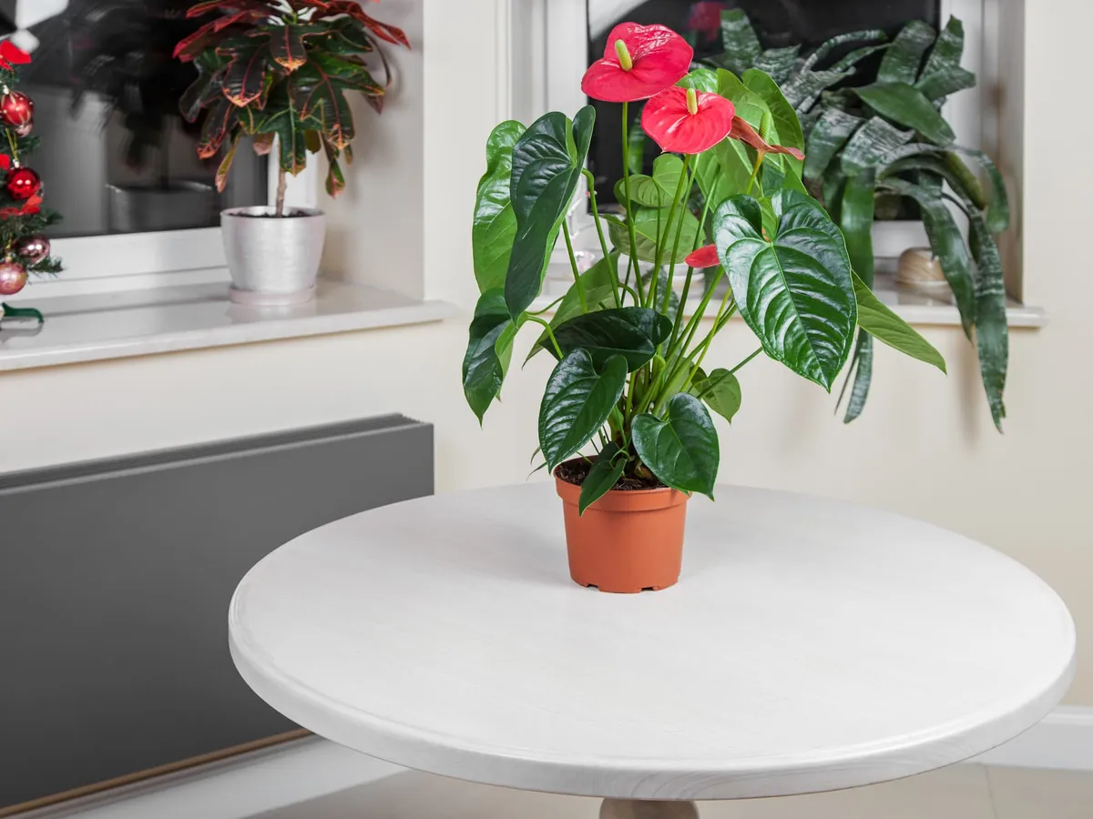 Anthurium : la plante dépolluante idéale pour votre intérieur