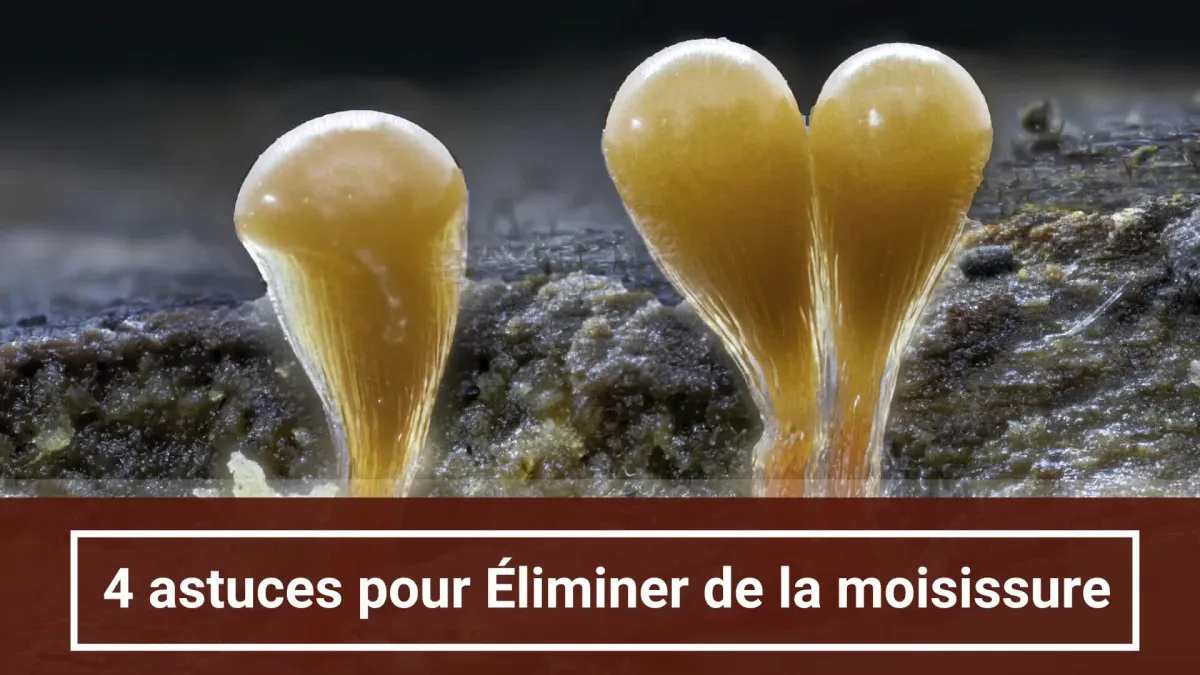 Anti-moisissures : 4 astuces de grand-mère