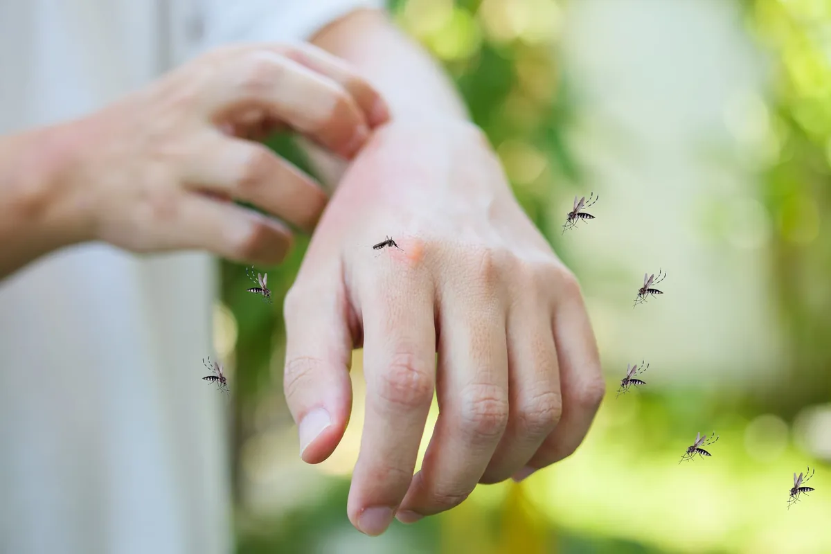 Anti-moustique : 4 astuces naturelles