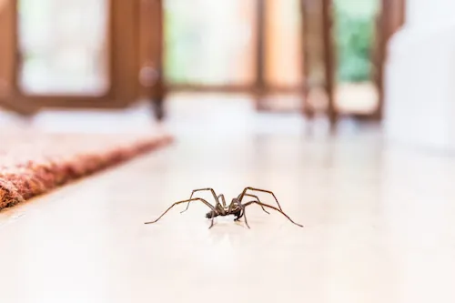 3 raisons d'aimer les araignées