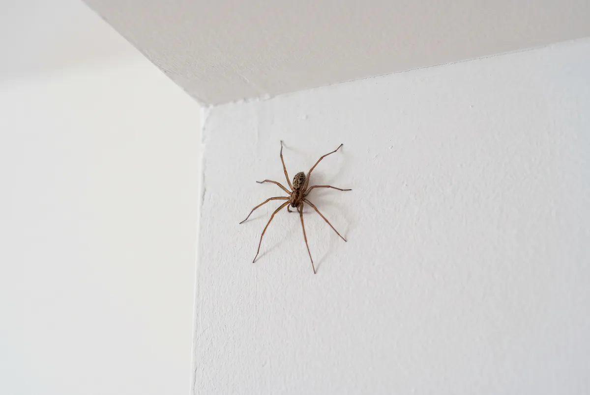 5 astuces pour chasser les araignées sans les tuer