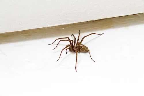 5 astuces pour chasser les araignées