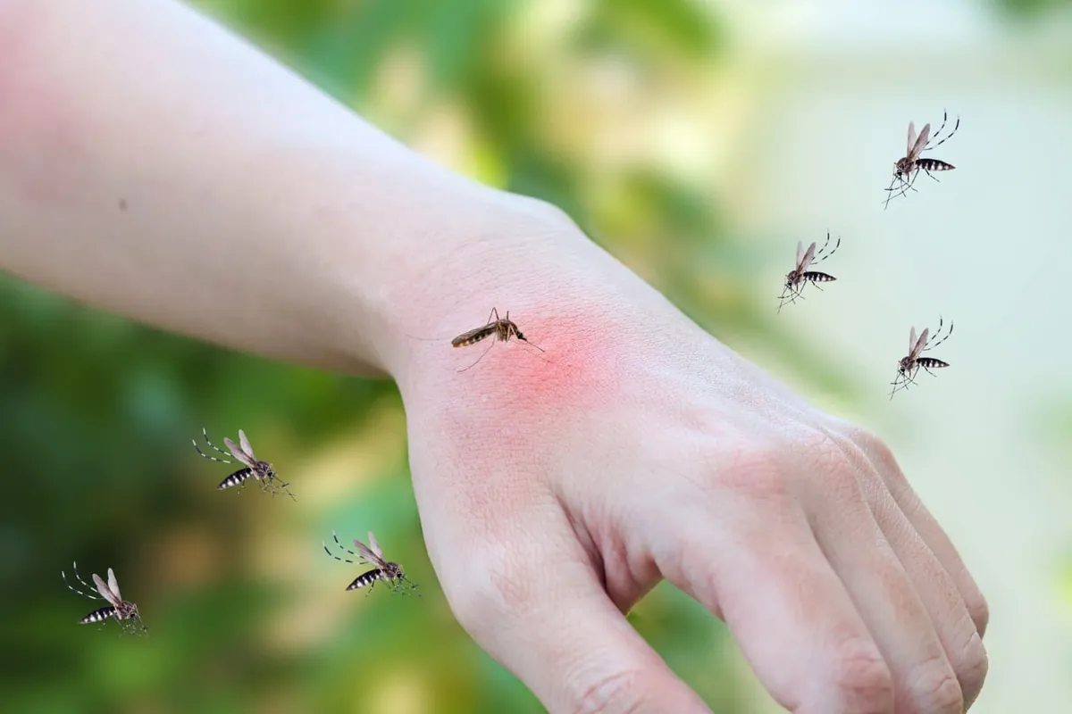 Astuces infaillibles pour éloigner les moustiques naturellement