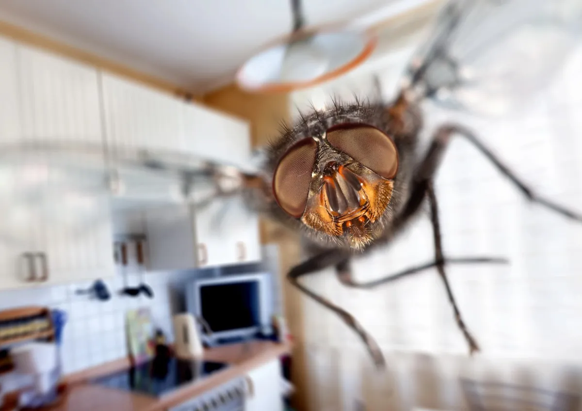 Astuces efficaces pour se débarrasser des mouches dans la maison