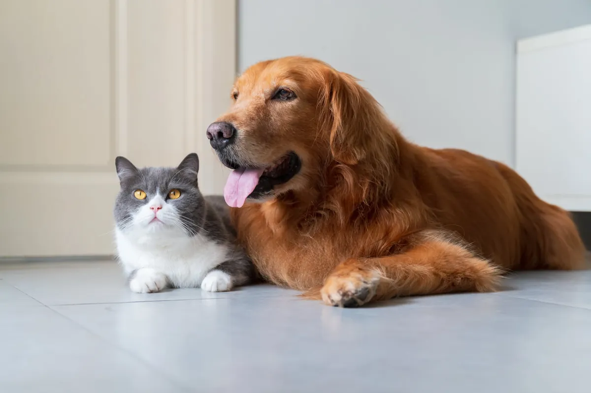 Bicarbonate de soude : 6 astuces naturelles pour vos animaux