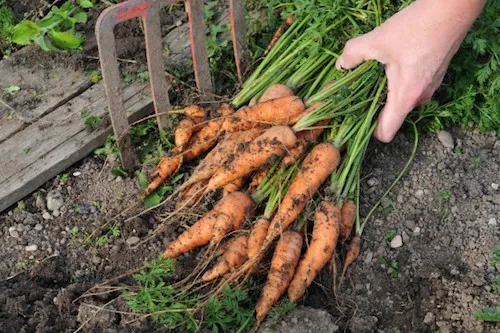 Identification du gène qui rend la carotte orange, une aubaine pour la santé
