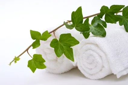 Cellulite : décoction de feuilles de lierre