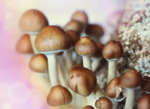 Traitement de la dépression : les champignons hallucinogènes sur le banc d’essai
