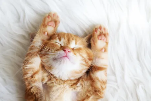 Comment rendre mon chat heureux ?