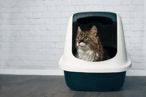 Comment attirer un chat dans sa litière ?