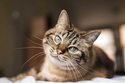 Chat malade : quels sont les signes ?