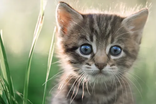 5 conseils efficaces pour prendre soin du pelage de son chat