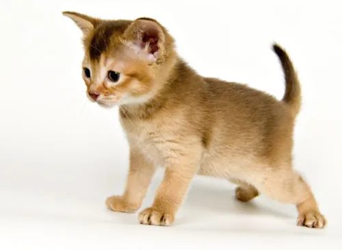Comment éliminer efficacement l'odeur d'urine de chat dans la maison ?