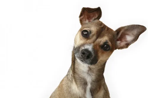 Les chiens réellement capables de distinguer mots et intonations ?