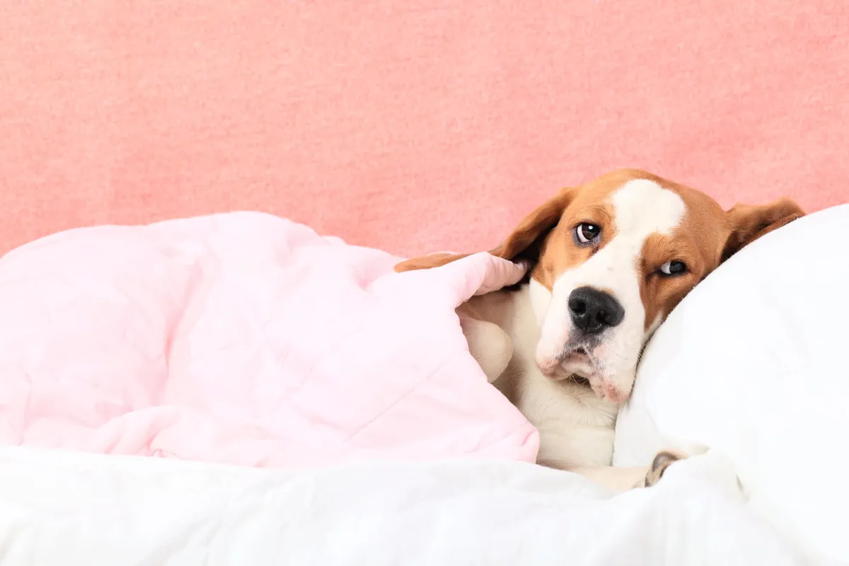 Comment reconnaitre un chien malade ?