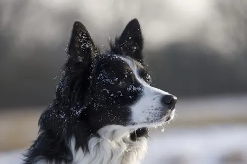 Cancer du sein : le flair des chiens, nouveau dépistage ?