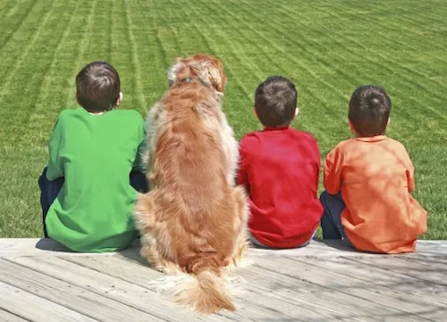 Le chien meilleur ami de l’homme, une affaire génétique