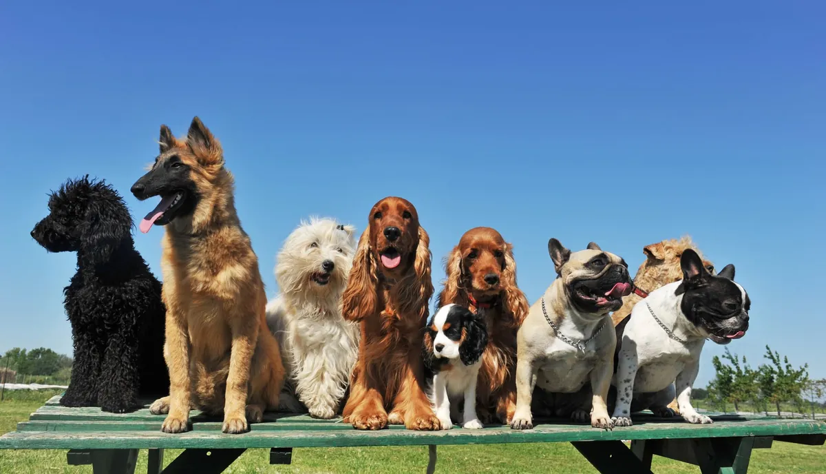 Chiens : conseils de vétérinaire