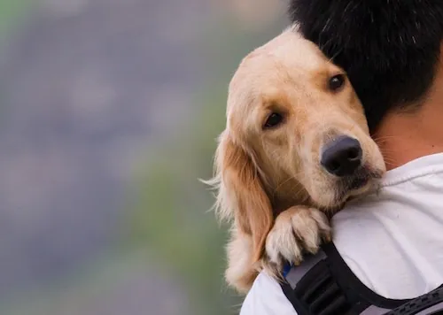 Le chien perçoit nos émotions