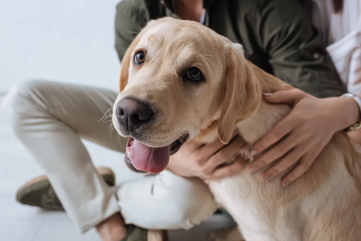 Comment communiquer avec son chien ?