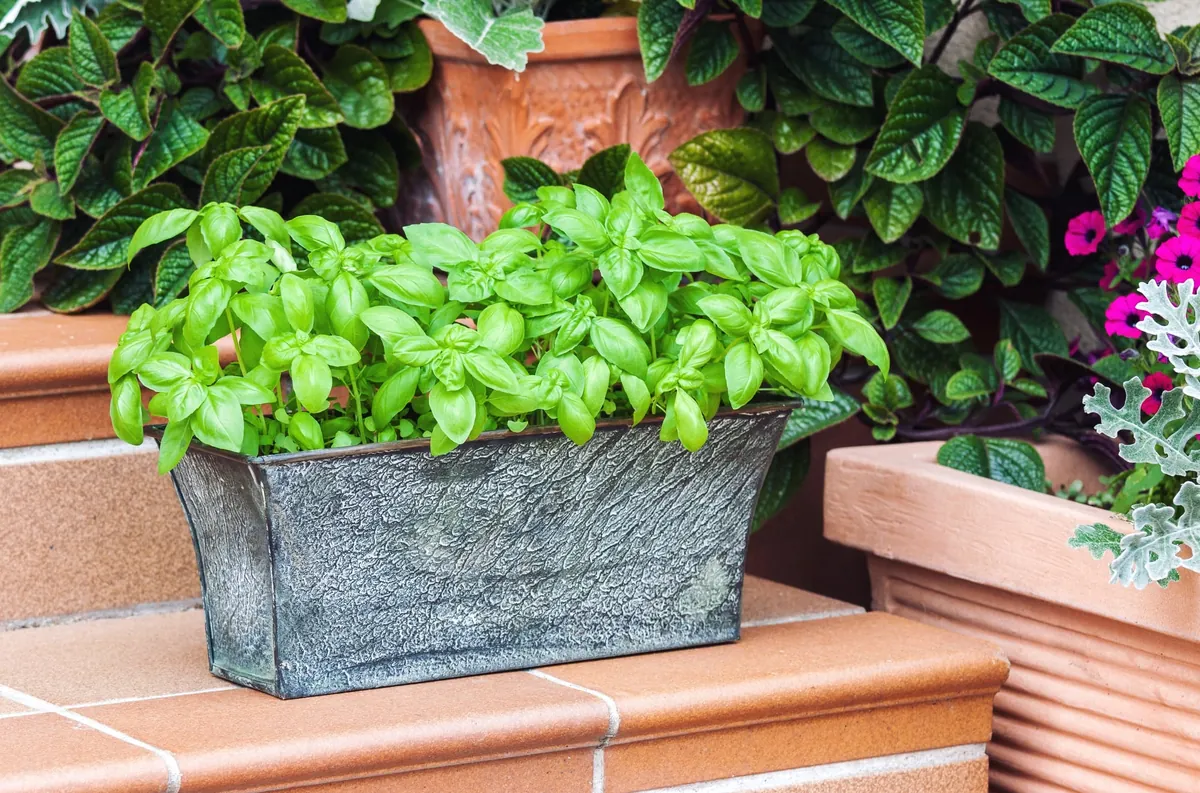 Comment réussir la culture du basilic en pot : tous les secrets dévoilés