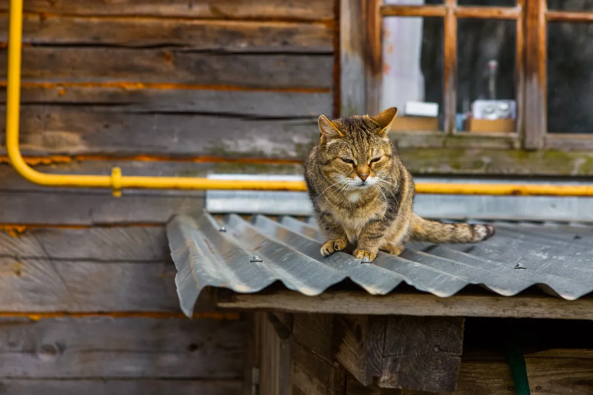 Comment faire fuir les chats : 10 méthodes naturelles et efficaces