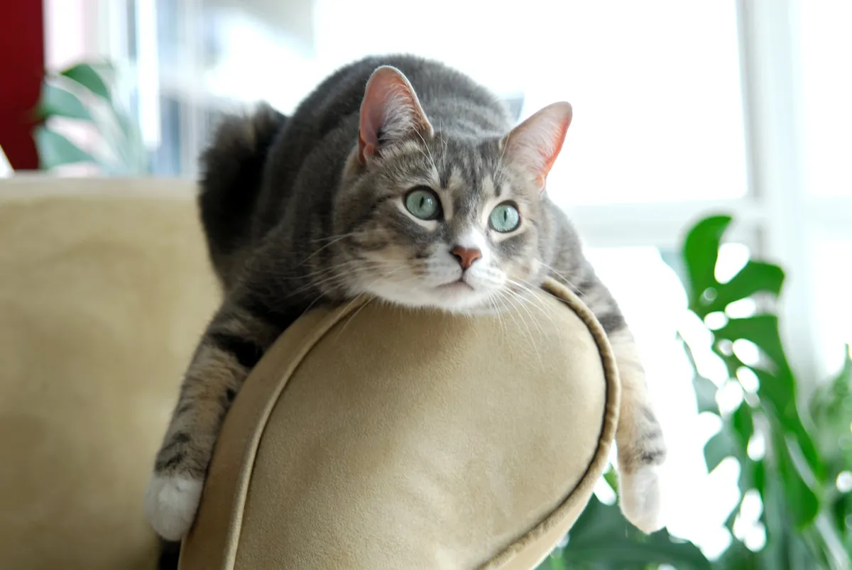 Comprendre les comportements de son chat