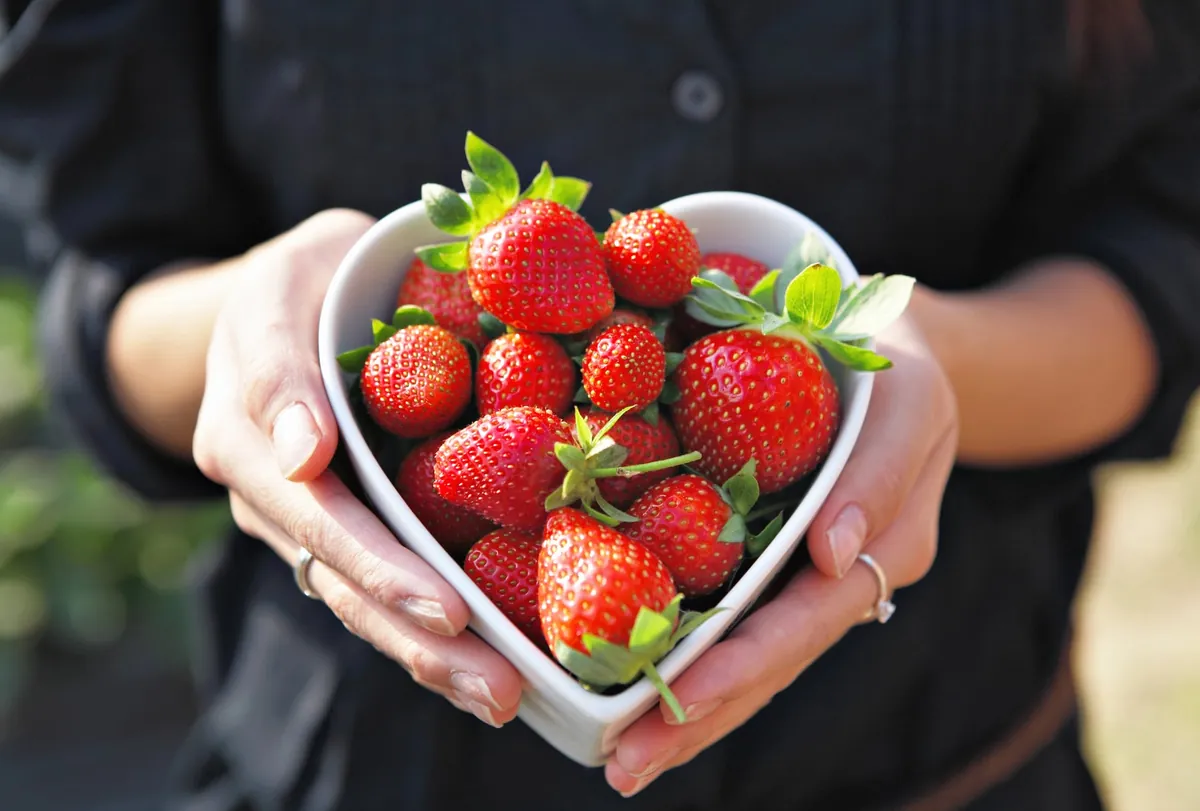 Comment conserver les fraises fraîches plus longtemps ?
