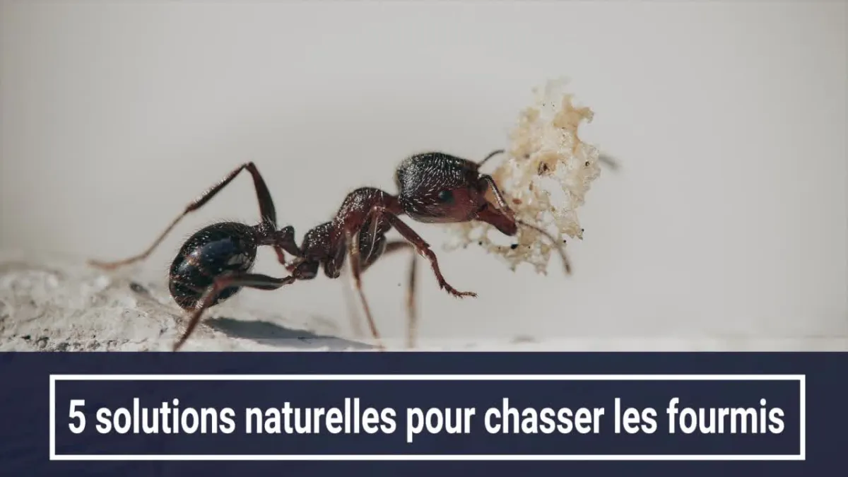 Contre les fourmis : 5 solutions naturelles