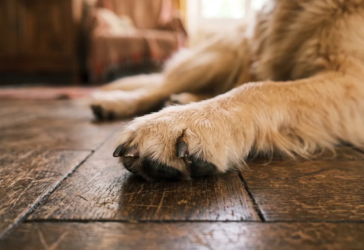 Comment couper les griffes de son chien sans stress et en toute sécurité ?