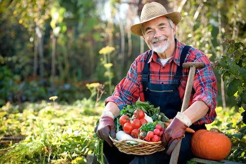 Conseils pour cultiver un potager sans se fatiguer