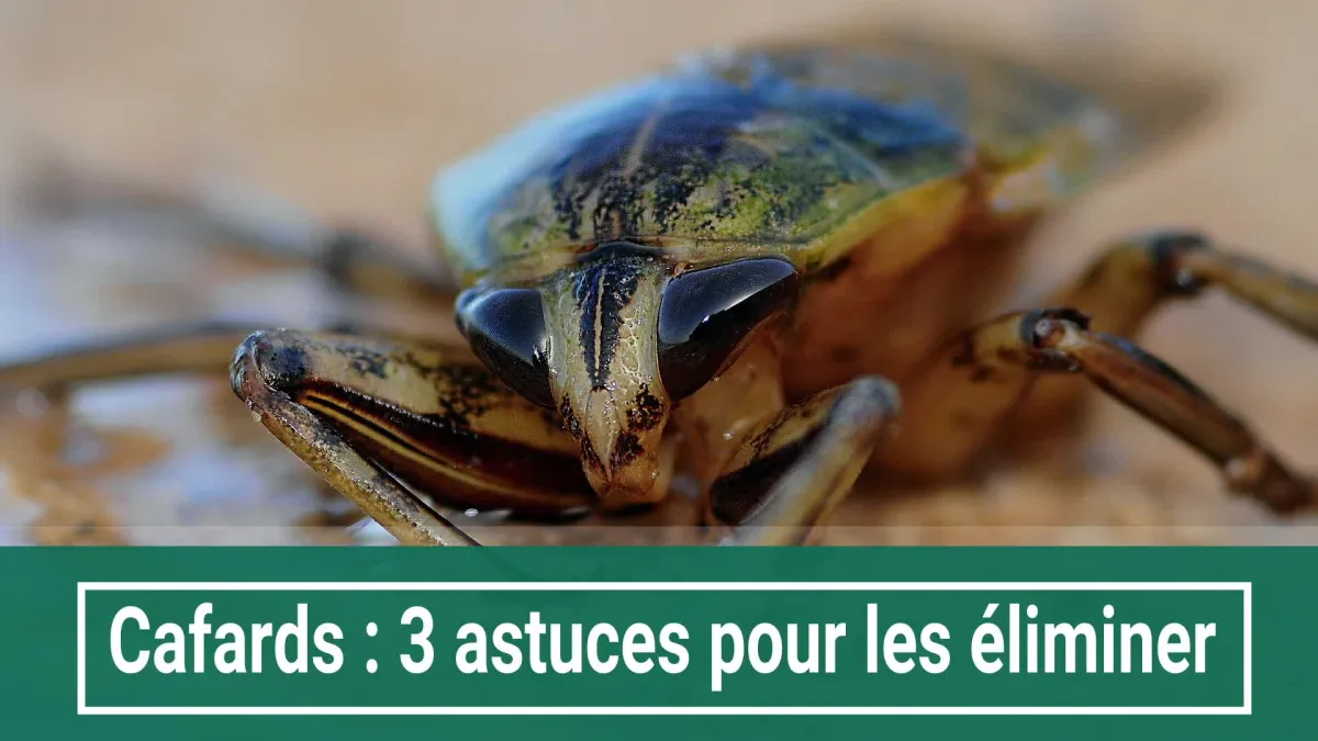 Cafards : 3 astuces pour les éliminer