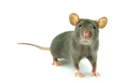 Eloigner les rats de chez vous