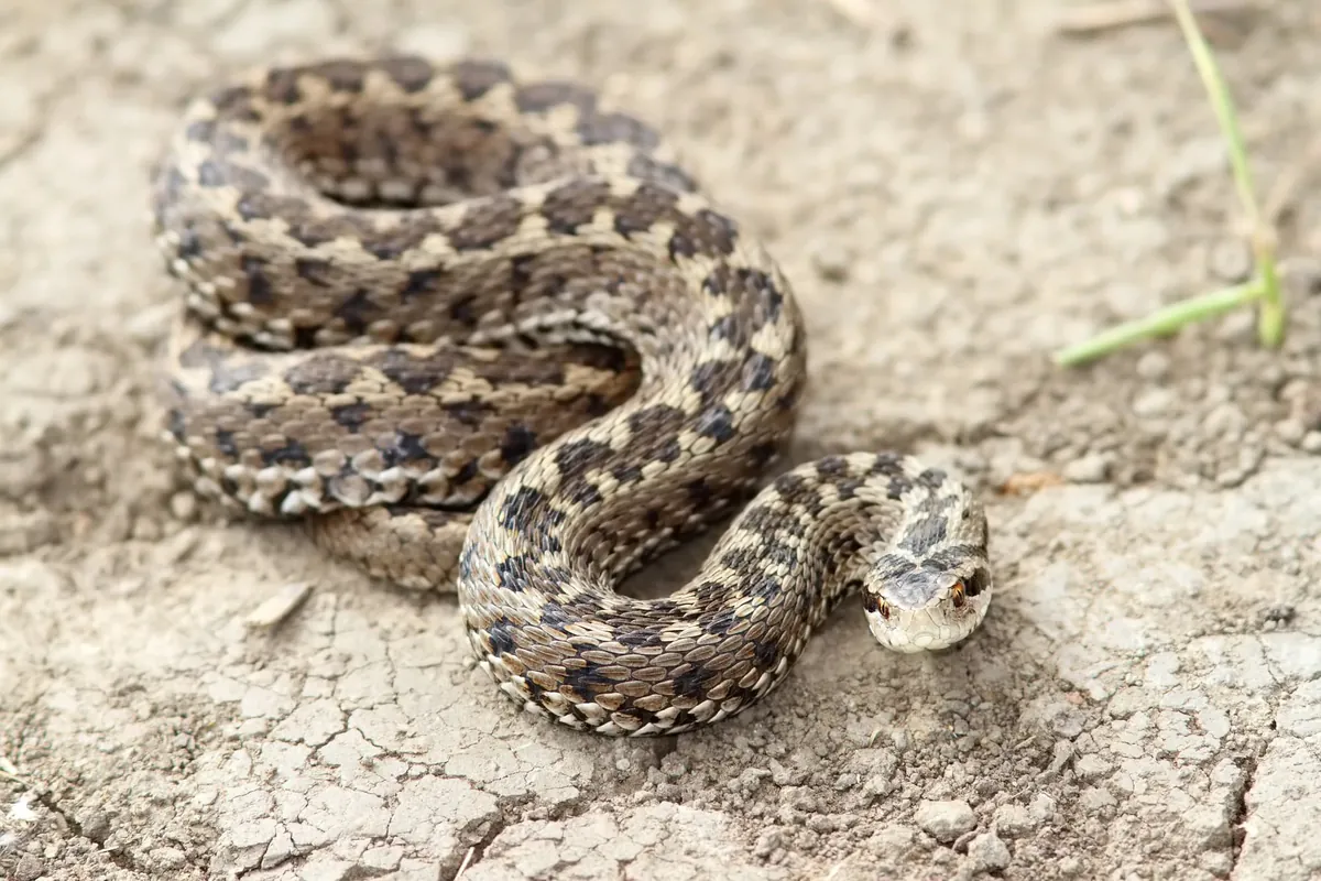 Comment éloigner les serpents de votre jardin : 10 méthodes naturelles efficaces