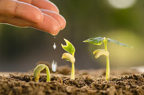 7 engrais naturels pour votre jardin