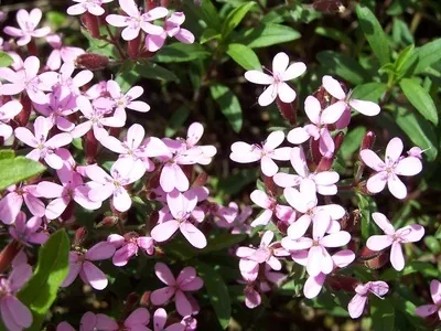Recette pour faire de la lessive à la saponaire
