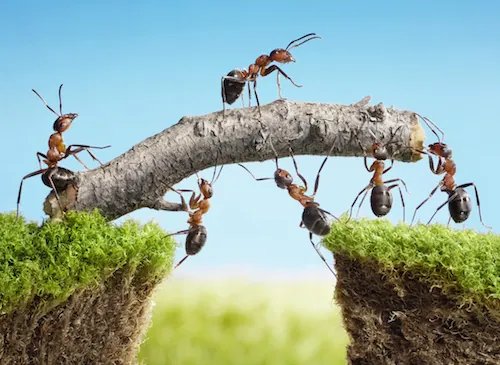 Comment se débarrasser des fourmis naturellement ?