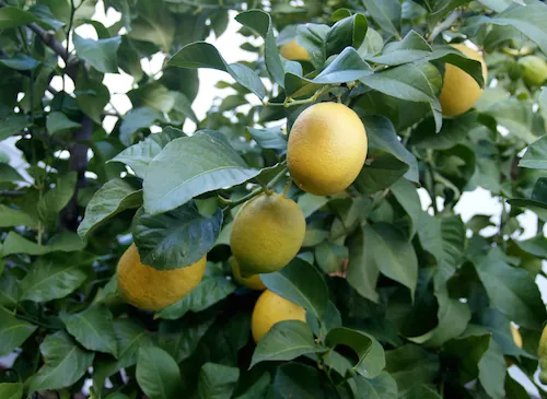 Huile essentielle de citron