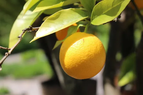 Huile essentielle d’orange douce