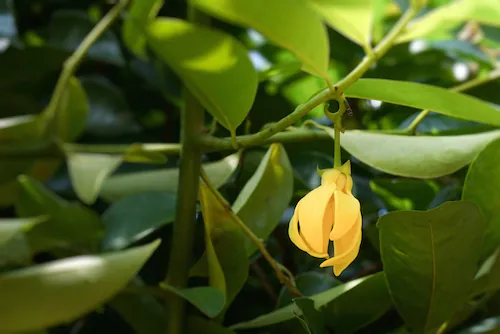 Huile essentielle d’ylang-ylang