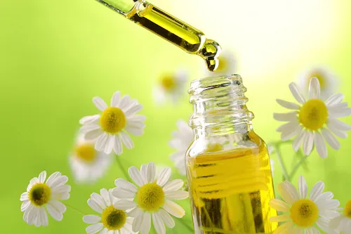 Lombalgie : huile de massage aux fleurs de camomille